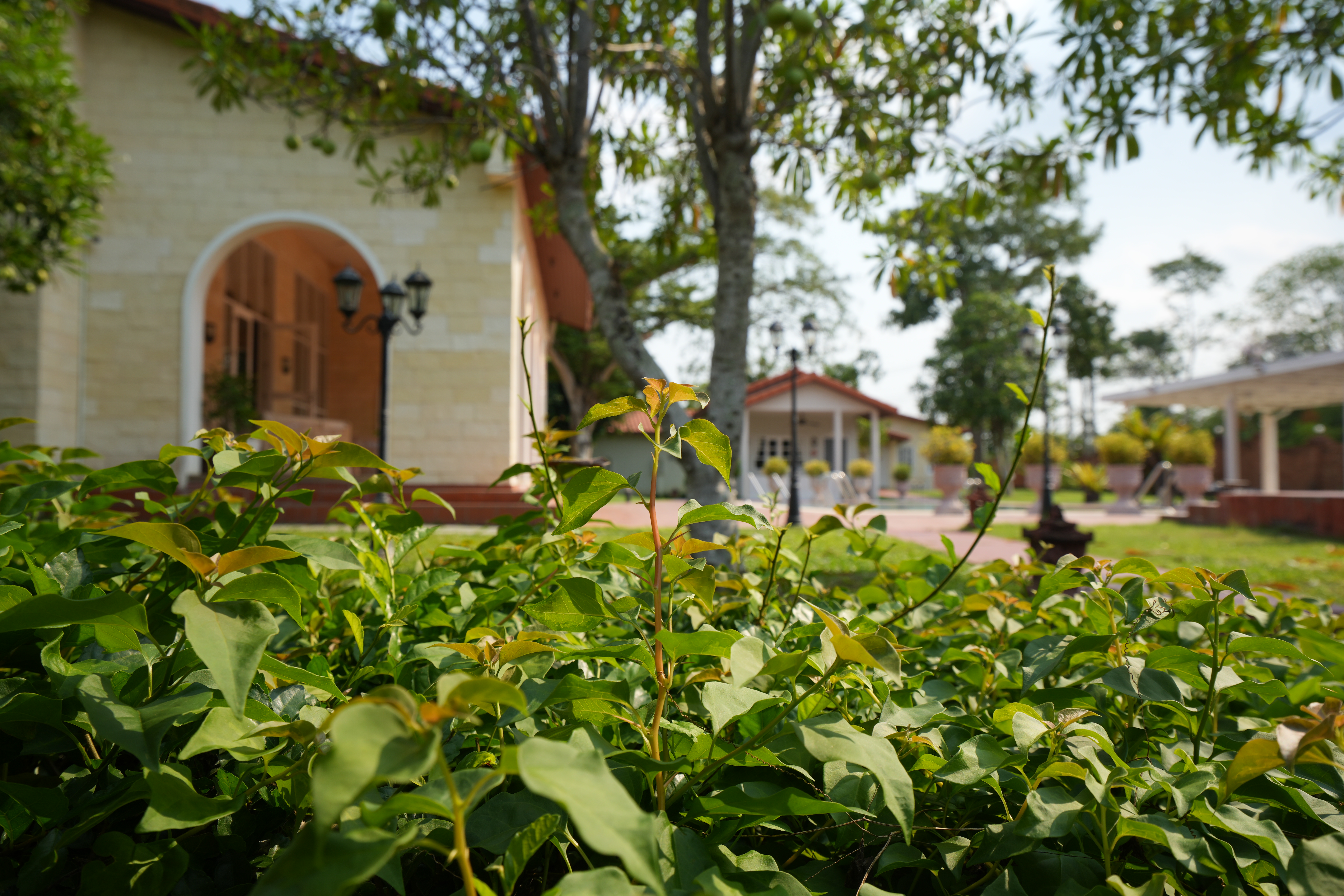 Double Room with Garden View 16